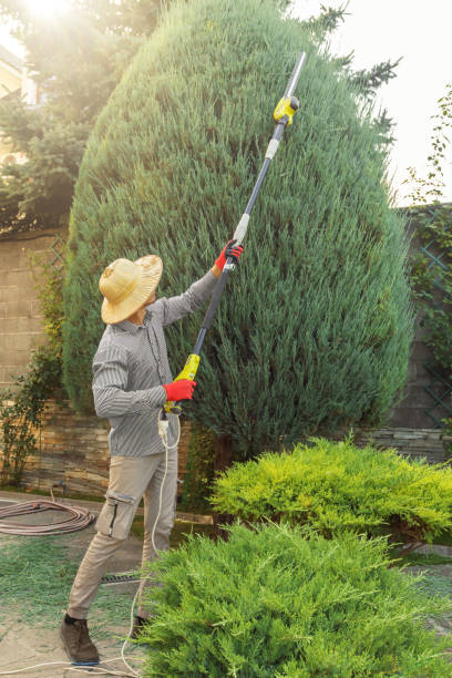 How Our Tree Care Process Works  in Gleneagle, CO